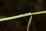 Mudbank crowngrass